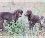 Small Photo #24 German Shorthaired Pointer Puppy For Sale in DENVER, CO, USA