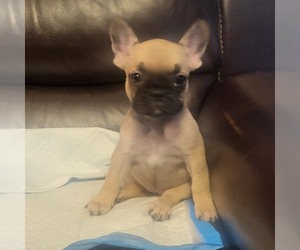 French Bulldog Puppy for sale in MAIDEN, NC, USA