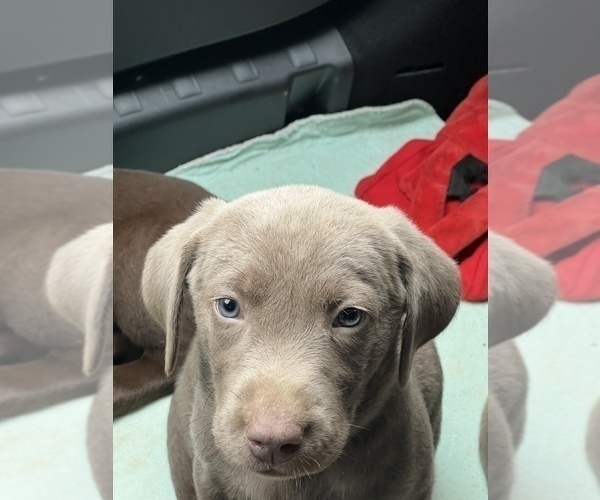 Medium Photo #5 Labrador Retriever Puppy For Sale in SHELBY, NC, USA