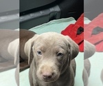 Small Photo #5 Labrador Retriever Puppy For Sale in SHELBY, NC, USA