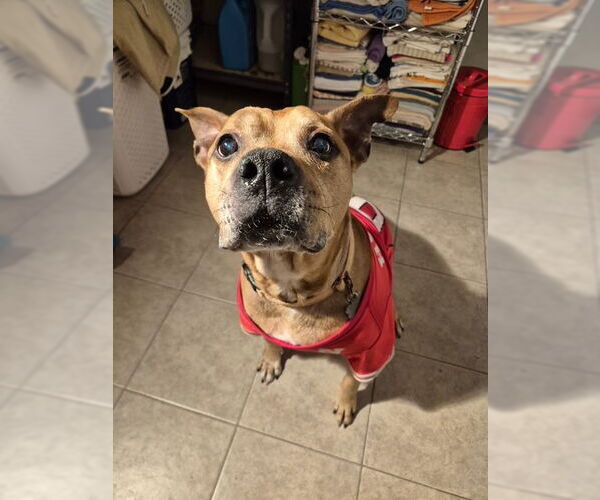 Medium Photo #3 American Staffordshire Terrier Puppy For Sale in Techny, IL, USA