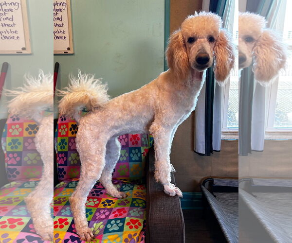 Medium Photo #1 Poodle (Standard) Puppy For Sale in Pacolet, SC, USA
