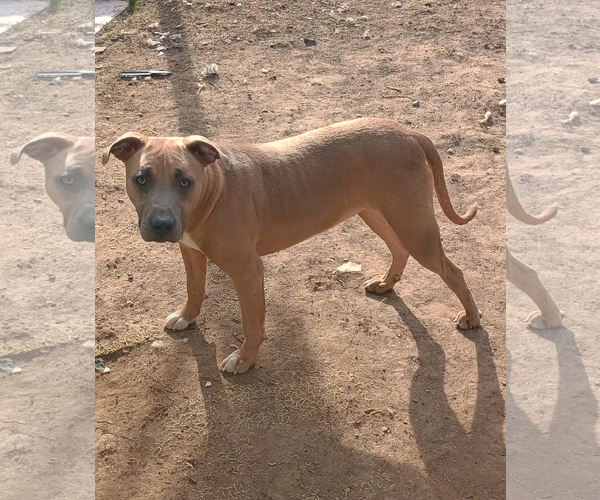 Medium Photo #1 American Pit Bull Terrier-Unknown Mix Puppy For Sale in Bonifay, MO, USA