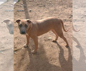 American Pit Bull Terrier-Unknown Mix Dogs for adoption in Bonifay, MO, USA