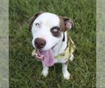 Small American Staffordshire Terrier Mix