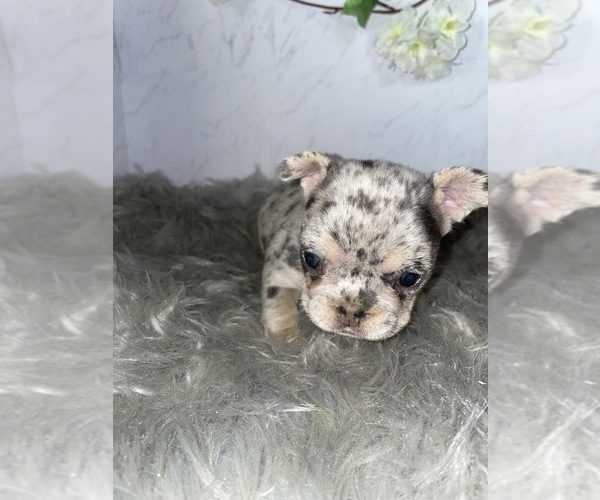 Medium Photo #1 French Bulldog Puppy For Sale in PHOENIX, AZ, USA