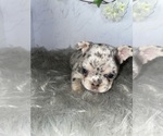 Puppy 11 French Bulldog