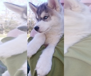 East Siberian Laika Puppy for sale in GORE, VA, USA