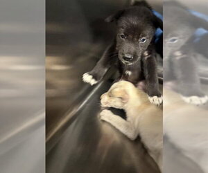 Labrador Retriever Dogs for adoption in Houston, TX, USA