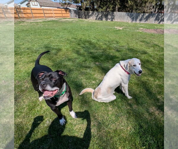 Medium Photo #1 Labrador Retriever-Unknown Mix Puppy For Sale in Palatine/Kildeer/Buffalo grove, IL, USA