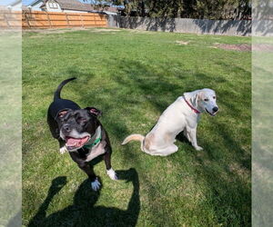 Labrador Retriever-Unknown Mix Dogs for adoption in Palatine/Kildeer/Buffalo grove, IL, USA
