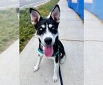 Small #1 Siberian Husky Mix