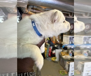 Siberian Husky Puppy for sale in DOUGLASVILLE, GA, USA