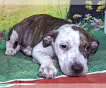 Small #1 Bulldog Mix