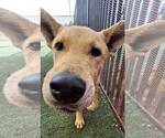 Small #2 Shiba Inu Mix
