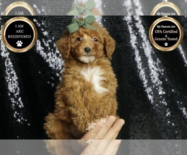 Medium Photo #8 Poodle (Toy) Puppy For Sale in WARSAW, IN, USA