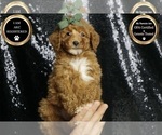 Small #7 Poodle (Toy)