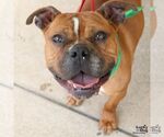 Small #5 Bull-Boxer