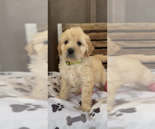 Medium Photo #22 Goldendoodle Puppy For Sale in MERCED, CA, USA
