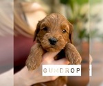 Small Photo #19 Australian Labradoodle Puppy For Sale in RIVERSIDE, CA, USA