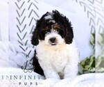 Small #1 Cavapoo (Miniature)