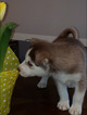 Small Photo #4 Siberian Husky Puppy For Sale in CENTERBURG, OH, USA