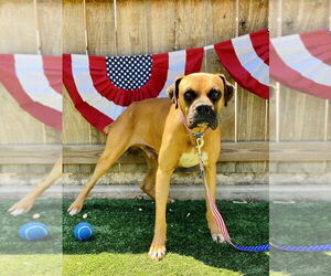 Boxer Dogs for adoption in Austin, TX, USA