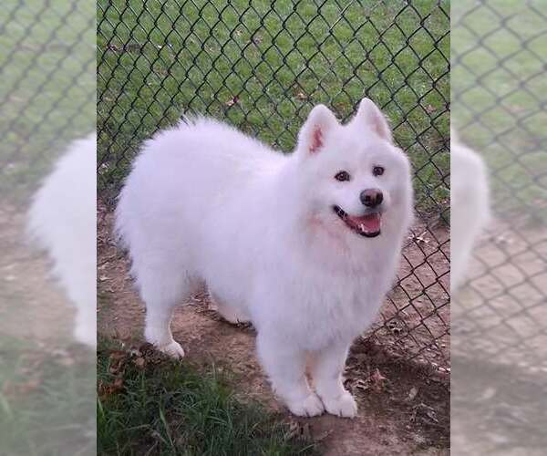 Medium Photo #1 Samoyed Puppy For Sale in Northfield, OH, USA