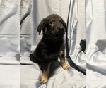 Small Photo #3 German Shepherd Dog Puppy For Sale in JACKSONVILLE, FL, USA