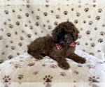 Small Photo #2 ShihPoo Puppy For Sale in LAKELAND, FL, USA