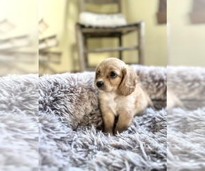 Cavapoo (Miniature) Puppy for sale in ORLANDO, FL, USA