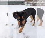 Small #2 Rottweiler Mix