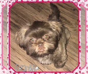 Mother of the Shorkie Tzu puppies born on 04/16/2022
