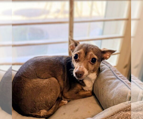 Medium Photo #1 Chihuahua Puppy For Sale in Vail, AZ, USA