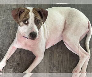 Pointer-Unknown Mix Dogs for adoption in Aurora, CO, USA