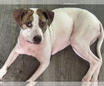 Small Pointer Mix