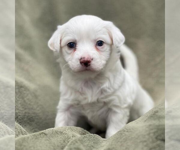 Medium Photo #1 Colonial Cocker Spaniel-Poodle (Miniature) Mix Puppy For Sale in San Diego, CA, USA