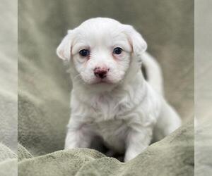 Colonial Cocker Spaniel-Poodle (Miniature) Mix Dogs for adoption in San Diego, CA, USA