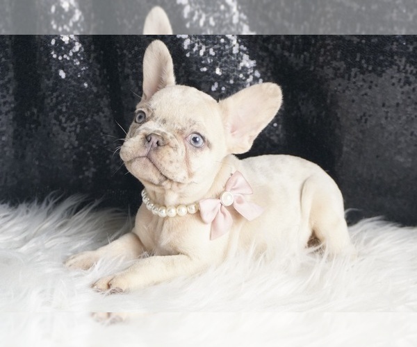 Medium Photo #71 French Bulldog Puppy For Sale in WARSAW, IN, USA
