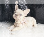 Small Photo #71 French Bulldog Puppy For Sale in WARSAW, IN, USA
