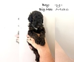 Puppy Puppy 5Big Mac Bernedoodle