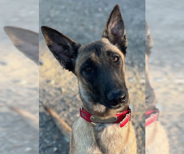 Medium Photo #2 German Shepherd Dog-Unknown Mix Puppy For Sale in Imlay City, MI, USA