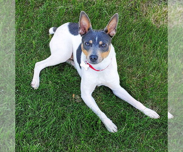 Medium Photo #4 Rat Terrier Puppy For Sale in Atlanta, GA, USA