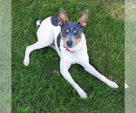 Small #3 Rat Terrier