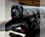 Small #22 Cane Corso