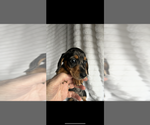 Small #3 Dachshund