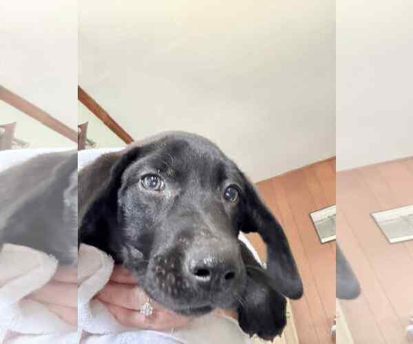 Medium Photo #2 Labrador Retriever-Unknown Mix Puppy For Sale in Royal Palm Beach, FL, USA