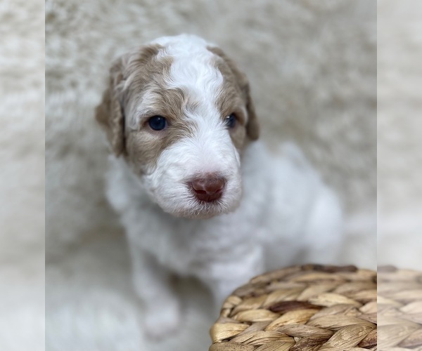 Medium Photo #62 Double Doodle Puppy For Sale in PIERSON, FL, USA