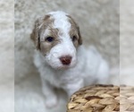 Small Photo #62 Double Doodle Puppy For Sale in PIERSON, FL, USA
