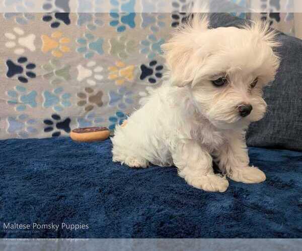 Medium Photo #14 Maltese Puppy For Sale in OCALA, FL, USA